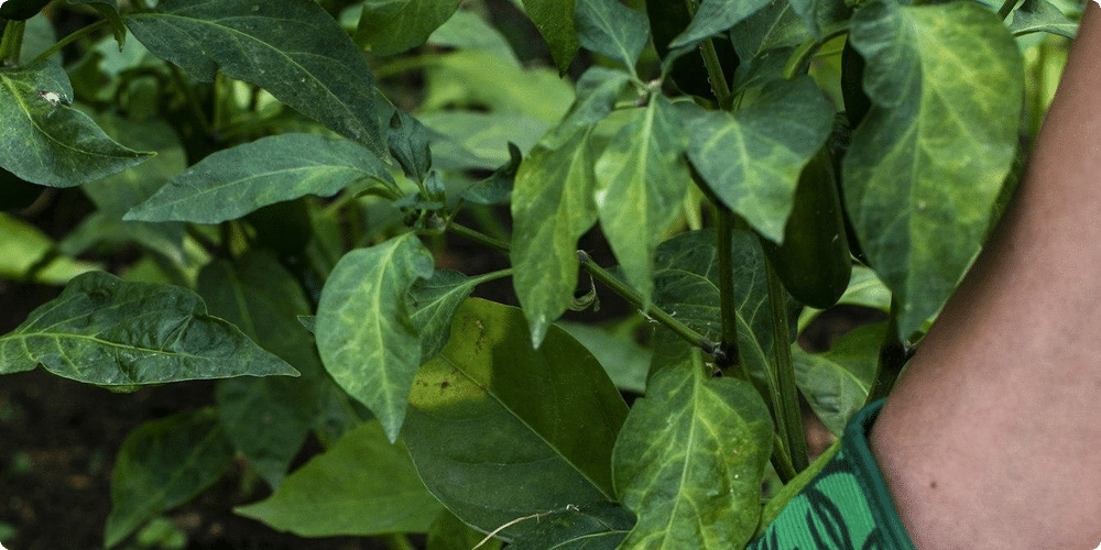 Comment choisir le bon testeur d'humidité pour sa maison
