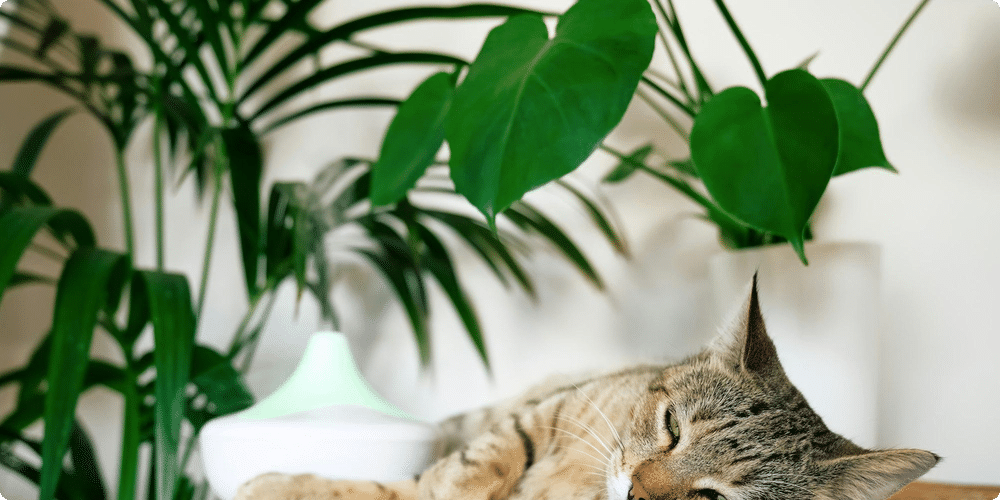 Comprendre le problème des poils d'animaux