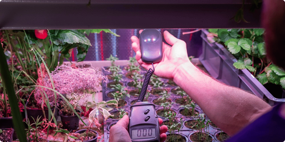 Comment mesurer et contrôler l'humidité pour vos plantes