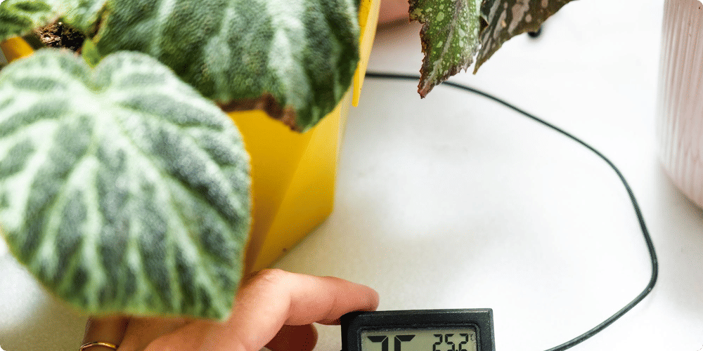 Définition et rôle de l'humidité pour les plantes