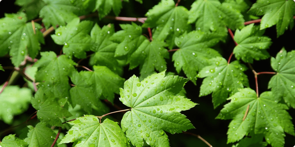 L'importance de l'humidité pour les plantes