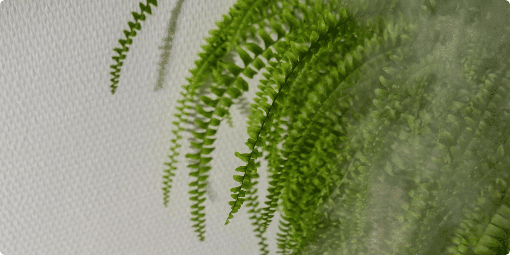 Pourquoi opter pour un humidificateur pour vos plantes d'intérieur ?