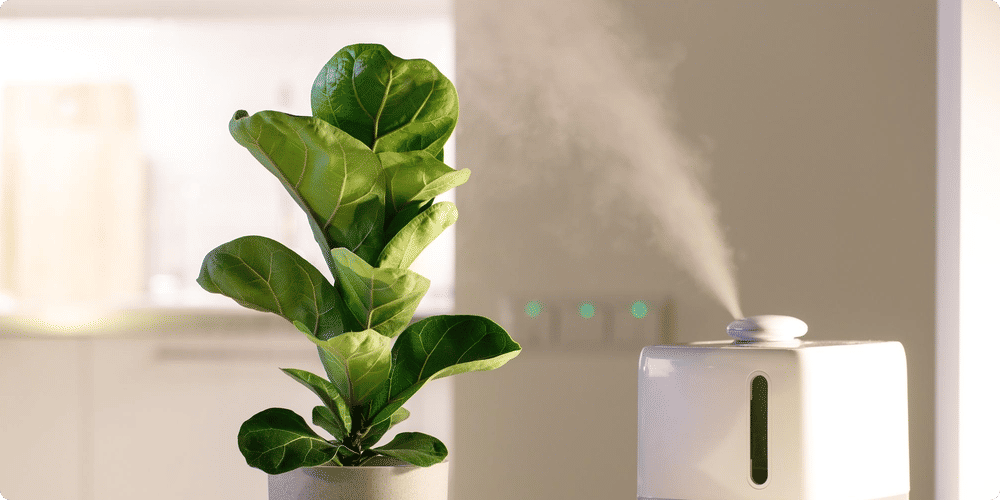Les besoins en humidité des plantes d'intérieur
