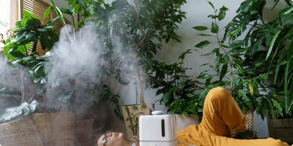 Pourquoi vos plantes d'intérieur ont besoin d'humidité