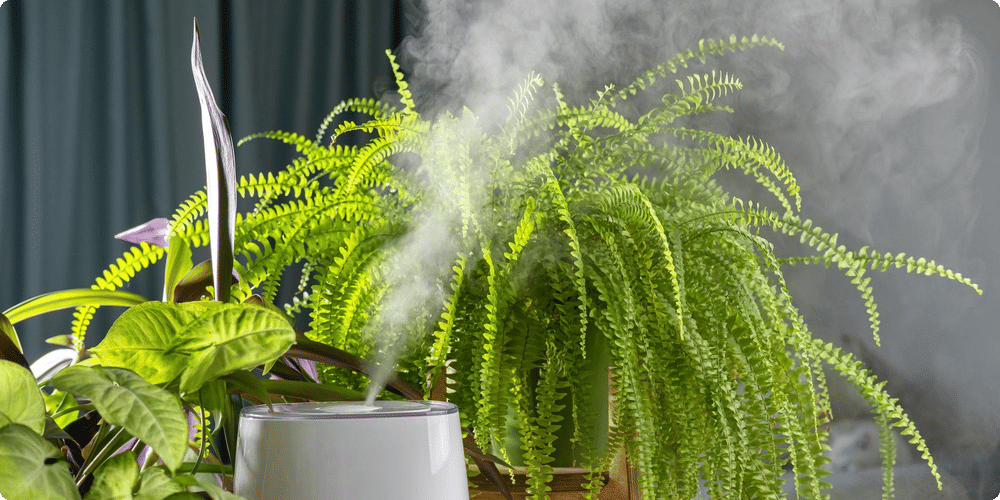 Types d'humidificateurs pour plantes d'intérieur