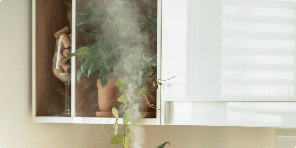 Les cinq meilleurs humidificateurs pour vos plantes vertes