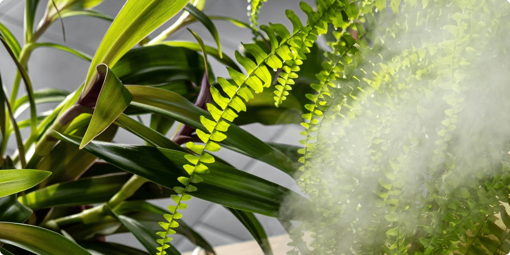 Sélection des meilleurs humidificateurs pour plantes