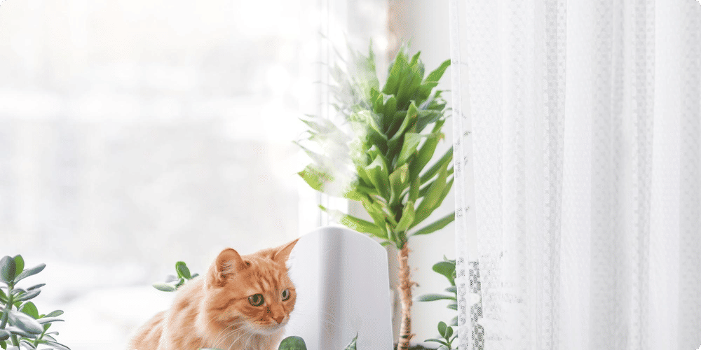 Choisir le bon humidificateur pour vos plantes
