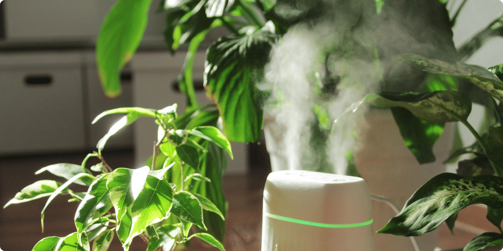 Les besoins en humidité des plantes
