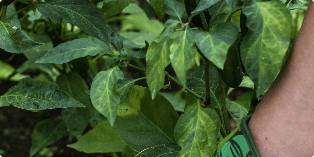 Comprendre le fonctionnement d'un testeur d'humidité